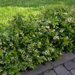 Blueberry BerryBux -Garden Centre Store 310186 2