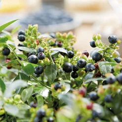 Blueberry BerryBux -Garden Centre Store 310186 5