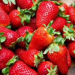 Everbearer Strawberry 'Sweet Summer' -Garden Centre Store 320070 2