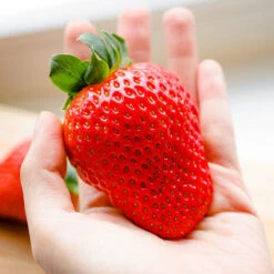 Strawberry 'Sweet Colossus' 5 Strawberry 'Sweet Colossus' -Garden Centre Store 320074 2