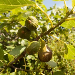 Hardy Fig 'Brown Turkey' -Garden Centre Store 340029 4