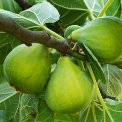 Hardy Fig 'Brown Turkey' -Garden Centre Store 340029 6