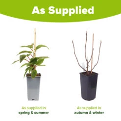 Hardy Fig 'Brown Turkey' -Garden Centre Store 340029 7