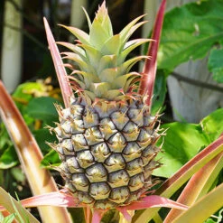 Edible Indoor Pineapple Plant - Ananas Comosus. 8 Edible Indoor Pineapple Plant - Ananas Comosus. -Garden Centre Store 340031 2