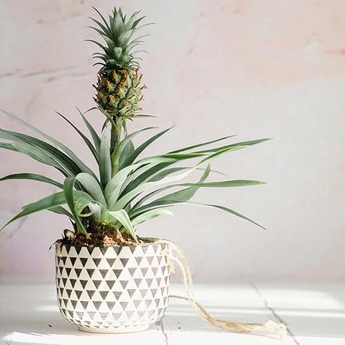 Edible Indoor Pineapple Plant - Ananas Comosus. 5 Edible Indoor Pineapple Plant - Ananas Comosus. - Image 5