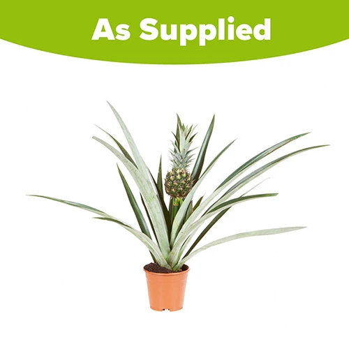Edible Indoor Pineapple Plant - Ananas Comosus. 6 Edible Indoor Pineapple Plant - Ananas Comosus. - Image 6
