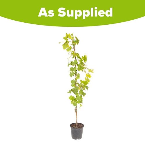 White Grape Vine 2 White Grape Vine - Image 2