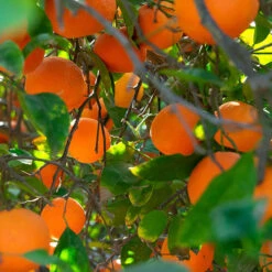 Blood Orange Citrus 6 Blood Orange Citrus -Garden Centre Store 340042 2