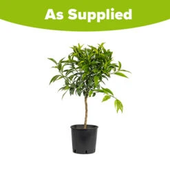 Blood Orange Citrus 7 Blood Orange Citrus -Garden Centre Store 340042 3