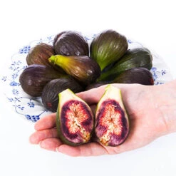 Fig 'Brown Turkey' Standard -Garden Centre Store 340057 5