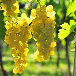 Pair Of Table Grape Vines -Garden Centre Store 340070 2