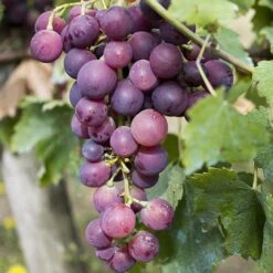 Pair Of Table Grape Vines -Garden Centre Store 340070 3