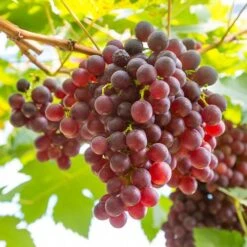 Pair Of Table Grape Vines -Garden Centre Store 340070 5