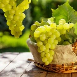 Pair Of Table Grape Vines -Garden Centre Store 340070 6