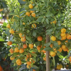 Orange And Lemon Tree Collection -Garden Centre Store 340073 2