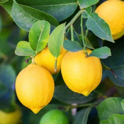 Orange And Lemon Tree Collection -Garden Centre Store 340073 3