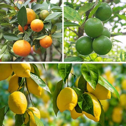 Citrus Grove Collection, Orange, Lemon And Lime 1 Citrus Grove Collection, Orange, Lemon And Lime