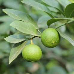 Citrus Grove Collection, Orange, Lemon And Lime 14 Citrus Grove Collection, Orange, Lemon And Lime -Garden Centre Store 340081 6