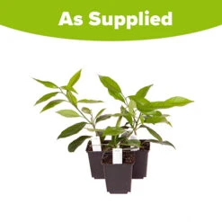 Citrus Grove Collection, Orange, Lemon And Lime 15 Citrus Grove Collection, Orange, Lemon And Lime -Garden Centre Store 340081 7