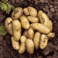Patio Potato Pack -Garden Centre Store 350067 2