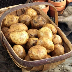 Patio Potato Pack -Garden Centre Store 350067 3