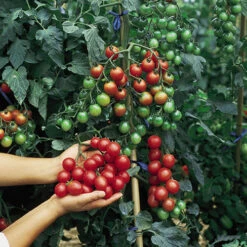 'Tumbling Tom' Tomato 9 'Tumbling Tom' Tomato -Garden Centre Store 370026 3