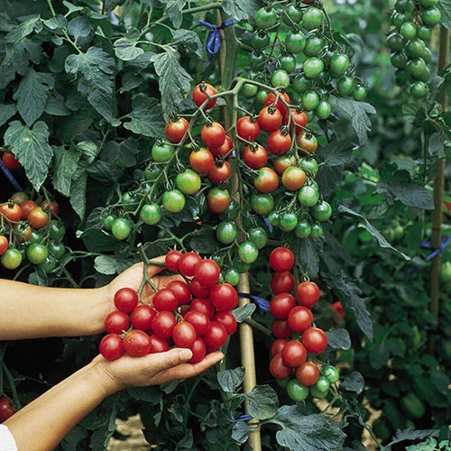 'Tumbling Tom' Tomato 4 'Tumbling Tom' Tomato - Image 4