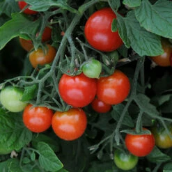 'Tumbling Tom' Tomato 10 'Tumbling Tom' Tomato -Garden Centre Store 370026 4