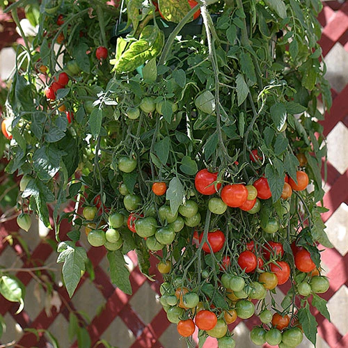 'Tumbling Tom' Tomato 6 'Tumbling Tom' Tomato - Image 6
