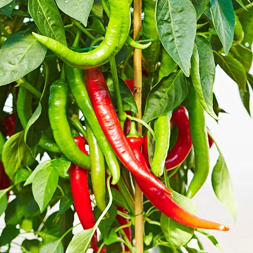 Chilli Collection 3 Chilli Collection - Image 3