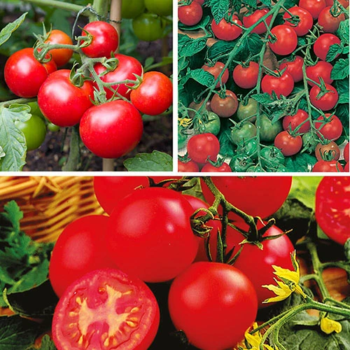 Tomato Collection 1 Tomato Collection