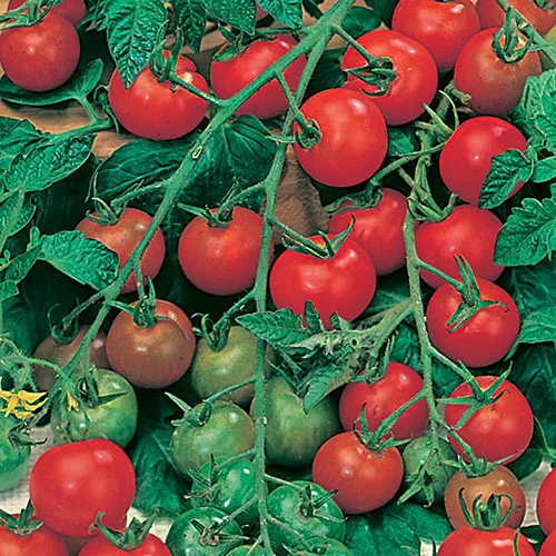 Tomato Collection 3 Tomato Collection - Image 3