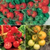 Tomato Collection 9cm X 3