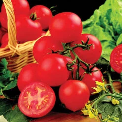 Tomato Collection 9cm X 3 -Garden Centre Store 370100 2