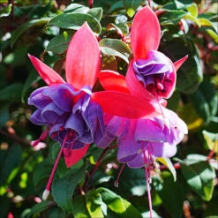 American Fuchsia Collection -Garden Centre Store 400072 2