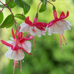American Fuchsia Collection -Garden Centre Store 400072 3