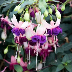 American Fuchsia Collection -Garden Centre Store 400072 5