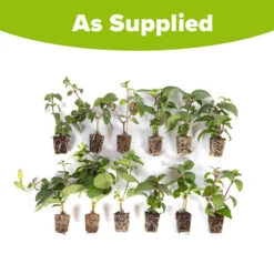 American Fuchsia Collection -Garden Centre Store 400072 6