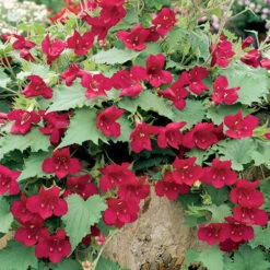 Lofos Burgundy Wine -Garden Centre Store 400087 2