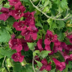 Lofos Burgundy Wine -Garden Centre Store 400087 4