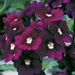 'Samira' Verbena Trailing Collection -Garden Centre Store 400088 2
