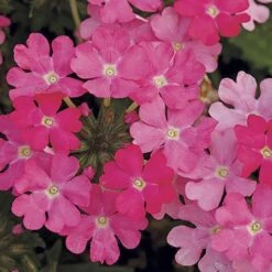 'Samira' Verbena Trailing Collection -Garden Centre Store 400088 3