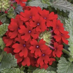 'Samira' Verbena Trailing Collection -Garden Centre Store 400088 4