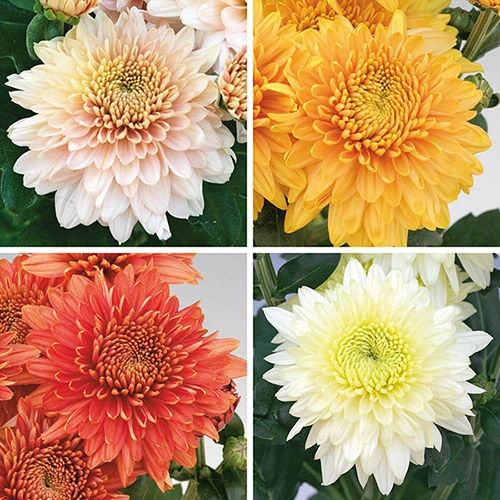 Chrysanthemum 'Garden Spray' Collection 1 Chrysanthemum 'Garden Spray' Collection