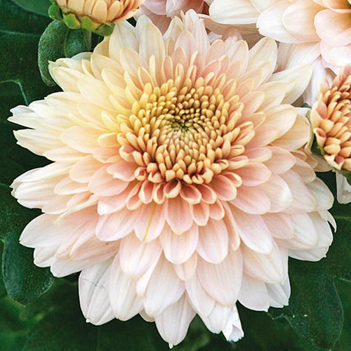 Chrysanthemum 'Garden Spray' Collection 2 Chrysanthemum 'Garden Spray' Collection - Image 2