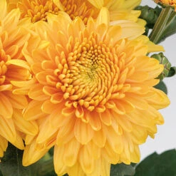 Chrysanthemum 'Garden Spray' Collection 7 Chrysanthemum 'Garden Spray' Collection -Garden Centre Store 400089 2