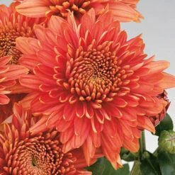 Chrysanthemum 'Garden Spray' Collection 8 Chrysanthemum 'Garden Spray' Collection -Garden Centre Store 400089 3