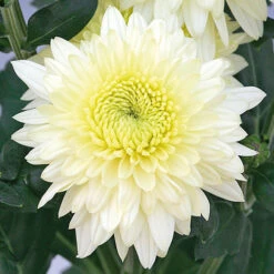 Chrysanthemum 'Garden Spray' Collection 9 Chrysanthemum 'Garden Spray' Collection -Garden Centre Store 400089 4