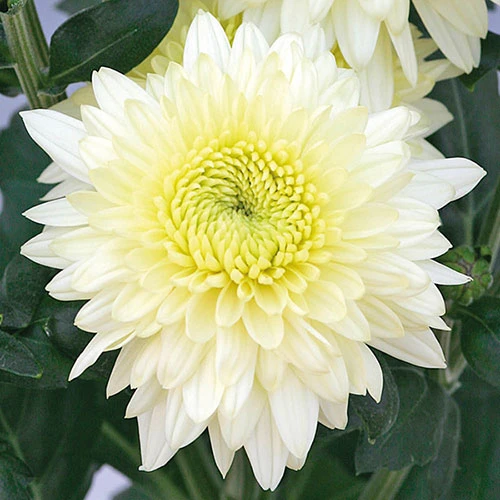 Chrysanthemum 'Garden Spray' Collection 5 Chrysanthemum 'Garden Spray' Collection - Image 5