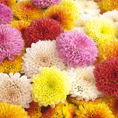 Chrysanthemum 'Garden Bloom' Collection 1 Chrysanthemum 'Garden Bloom' Collection